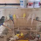 طيور بادجي أزواج وطبات للبيع