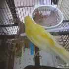 ذكر كناري ليموني