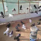 حمام ابو مريان اكثر من 60 طير ب 4000ريال