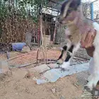 تيس قزمي 7 أيام
