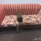 كنب