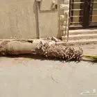 نقوم بشغل انواع النخيل عربي وشنطني قلع غرس توريد