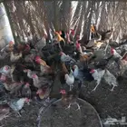 دجاج وديوك