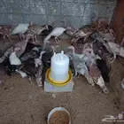 دجاج رومي عمر خمس اشهر
