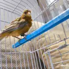 ذكر كناري بسكوته