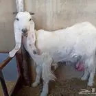 عنزتين بييض مطورات ضريع وحليب