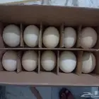 بيض نعام افريقي مفرغ للزينة والرسم