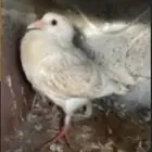 زغاليل حمام