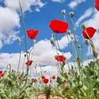 بذور نباتات الوسمي و الربيع البرية السعودية