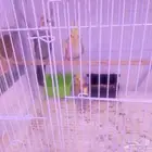 جوز كروان مع الفرخ