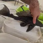 سمك سمكة سمكه اسماك زينه fish حوض سمك