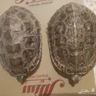 سلاحف برمائية