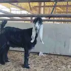 تيس مشروع فحل