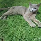 قط للتبني cat for adoption