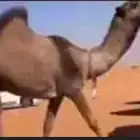 أبل