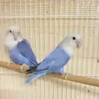 روز فايلوت ( تم البيع )