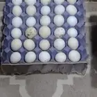 بيض امروك الامريكي