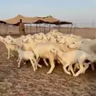 خلفات طيبة عددها 35 تحتها 33 شيء فاخر