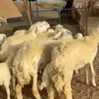 عرض اليوم فاخر رخال حريات جدعان وتنايه ورباع خلفات عددها 10