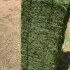 برسيم جندير