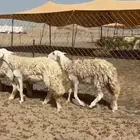 أعرض لكم غنم رخال حريات حرش صنف مشاء الله عددها 20