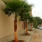 Washington and Baladi Palm Pruning within Riyadh Only