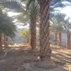 نخل عربي- واشنطني- اشجار