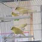 كناري