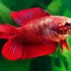 متاح إناث سمك فايتر لحق ع الزين