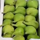 عقل تين اسباني