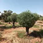 اشجار الزيتون والنخيل الزينه