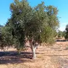 اشجار زيتون نيبالي معمر ونخيل وشنطونيا اسعر طيبه