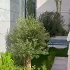 توريد وزراعه جميع مقسات السرو الايطالي واشجار الزيتون