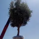 زيتون معمر نيبالي محسن