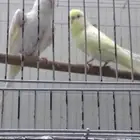 طيور باجي للبيع