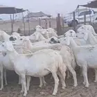 ضان حريه فرصة للقناي عدد34