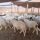 حريات دفيع شرط العدد 35 راس