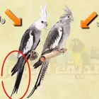 مطلوب انثي كروان وايت فيس او البينو