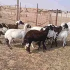 ضان مهجنه مشا الله 8 روس