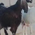 عنزين حليب وافر شرط 5 لتر يوميا السوم 1700 للراس