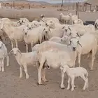 مراح ضان خلفات 27 بالفحل
