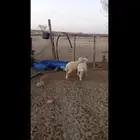 رخال حريه الحد 750