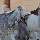 3 معزا جم دفيع شرط توم على 2 فحص سونار
