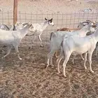 معذا بيشيه دفيع جرووم 25 راس