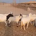 رفيديات جرومه ذينه ونضيف