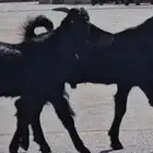 تيوس جذعان مشاريع فحول قبرصية اللون الاسود الخالص