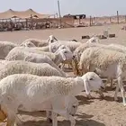 رخال حريه حرش العدد 30 راس