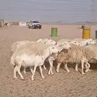 ضان حريه حرش مفاصيل العدد 65