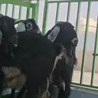 معزا حليب وافر ومتابيع 3 تحتها 3 تيسين وجفرة