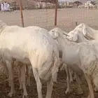 ضان حريه مراح مفاصيل علي ولاده